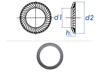 M16 Schnorr® Sicherungsscheibe rostbeständig (1 Stk.)